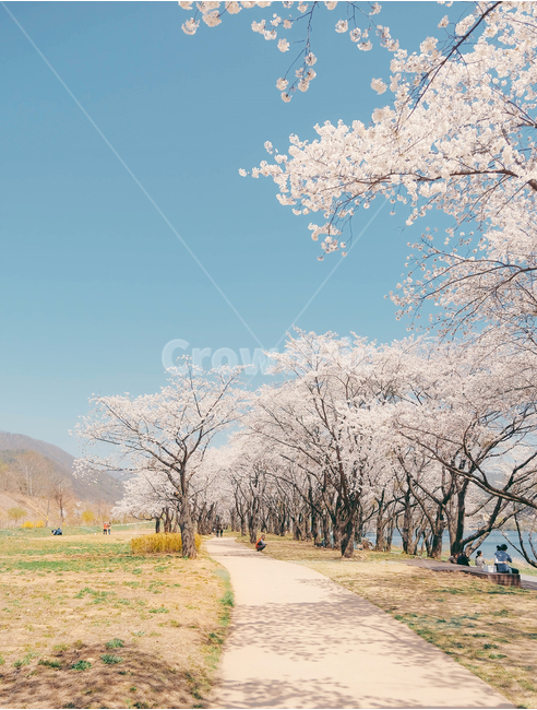 봄,꽃,벚꽃,벚나무,벗꽃,꽃놀이,풍경,봄풍경,벚꽃축제,꽃잎,나무,감성,따듯함,봄,계절,spring,season,자연,풍경,nature,landscape,한국자연풍경,한국자연경관,korea nature landscape,감성,sensible,feeling,휴식,힐링,rest,relaxation,healing,plant,식물