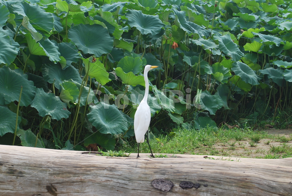 새,학,풍경,자연환경,날개,동물,animal,조류,새,birds