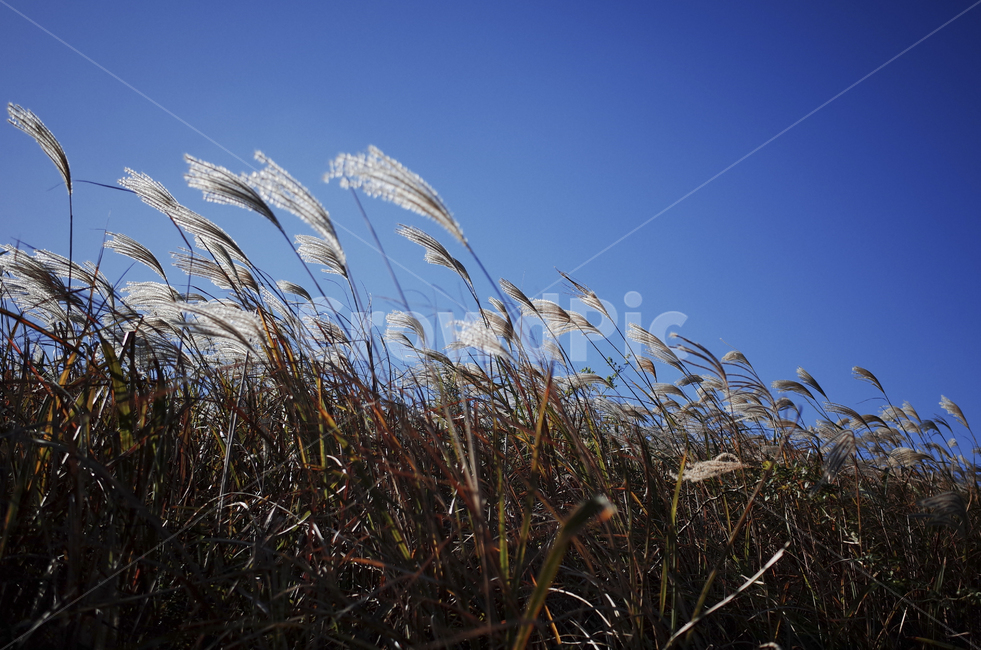 plant,식물,grass,잔디,억새,억새풀,들판,nature,자연,옥외,outdoors,reed,갈대