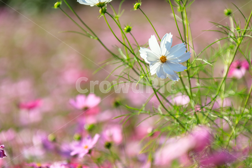 코스모스,꽃,가을,꽃잎,잎,식물,가을,계절,fall,autumn,season,식물,자연,plants,nature,꽃,flower,plant