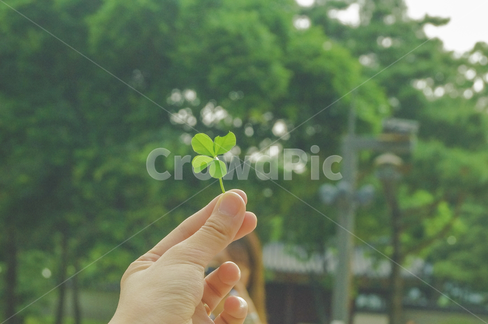 소원,네잎클로버,초록,green,wish,식물,자연,plants,nature,사람,인물,인간,human,person,신체일부,몸,body,감성,sensible,feeling