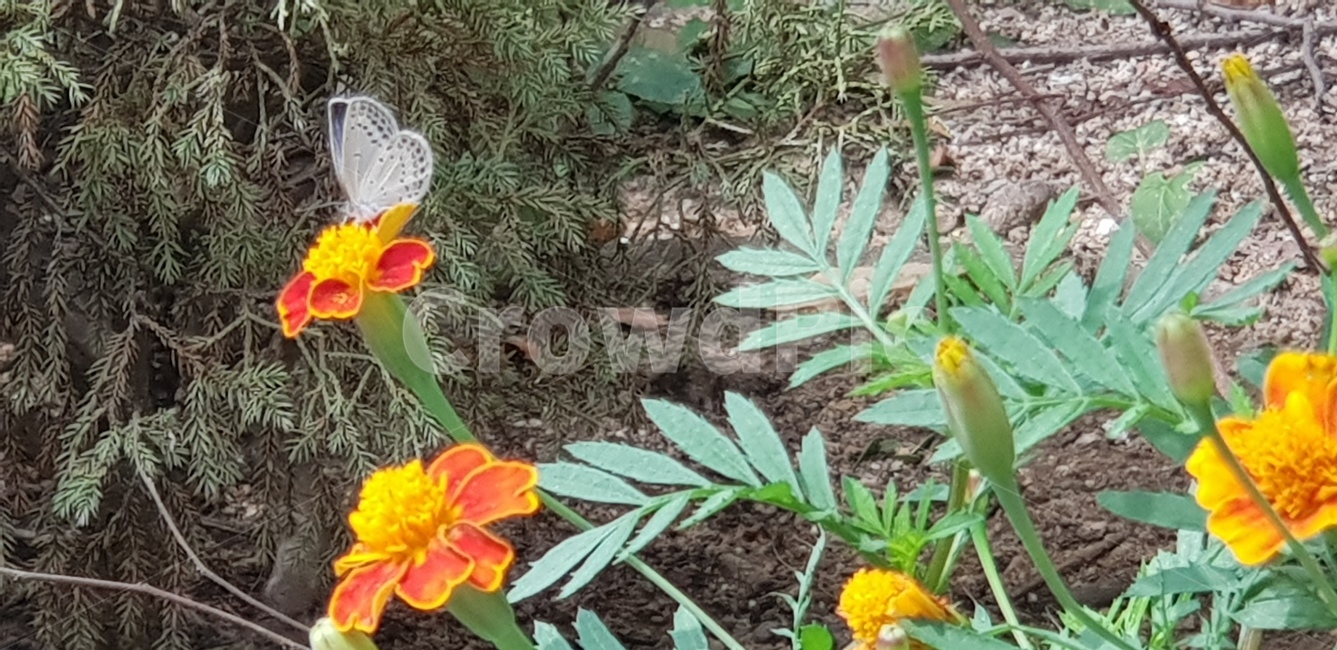 꽃,주황,잎사귀,식물,나비,날개,흰색,초록,계절,기온,흙,화단,plant