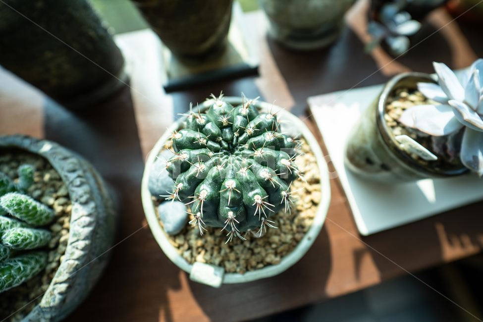 식물,다육식물,다육이,plant,botanical,실내용화초,화분,화초,house plant