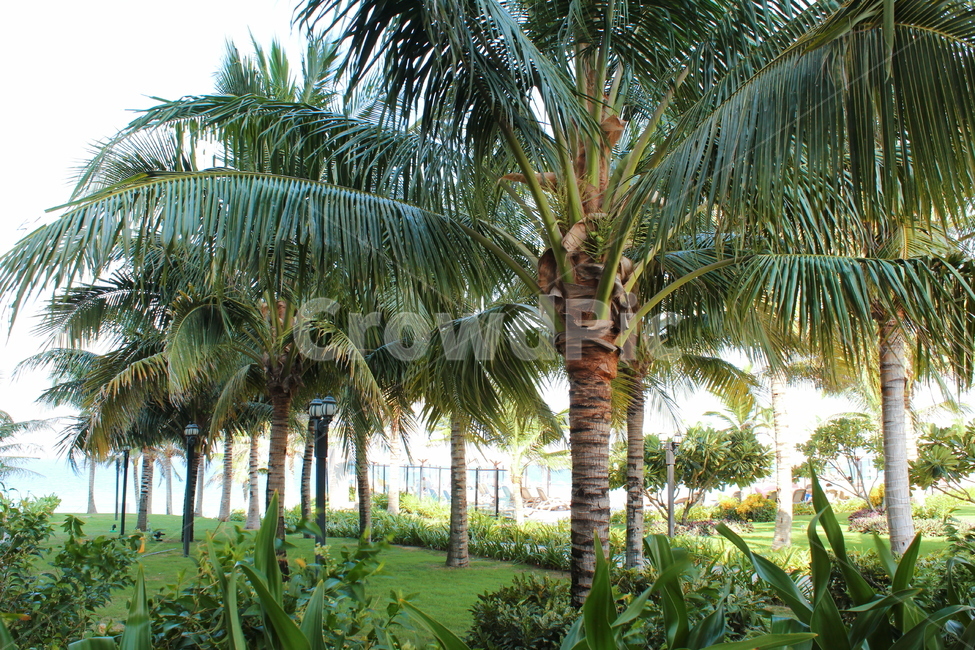 야자수,동남아,코코넛,식물,베트남,palmtree,plants,나무,trees,wood