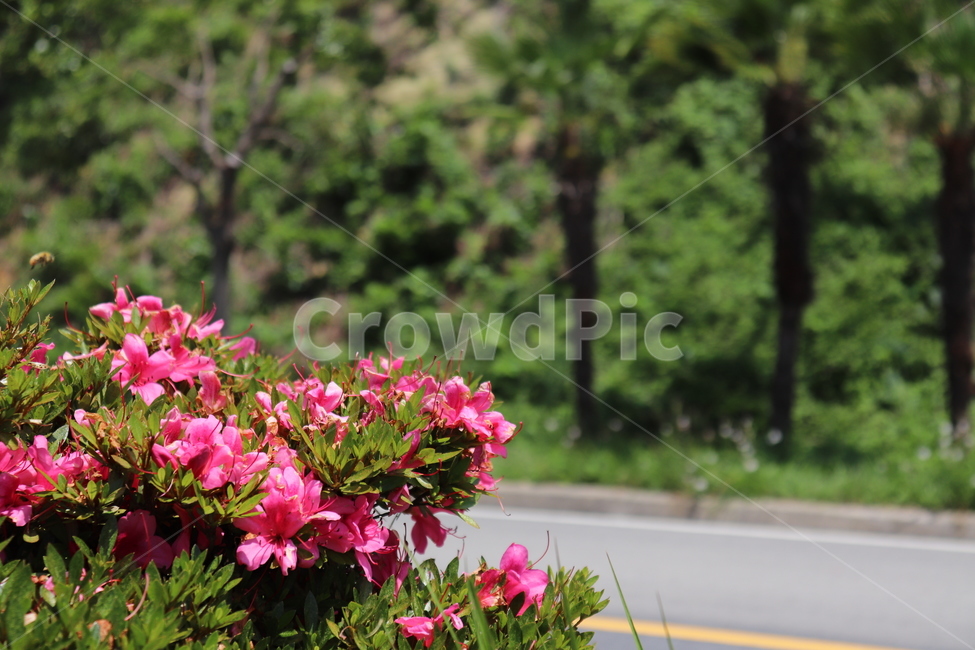 blossom,geranium,제라늄,flower,꽃,plant,식물,식물,자연,plants,nature,꽃,flower