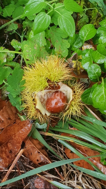 식물,음식,씨,숲,숲속,가을,seed,food,plant,밤,알밤,가시,열매