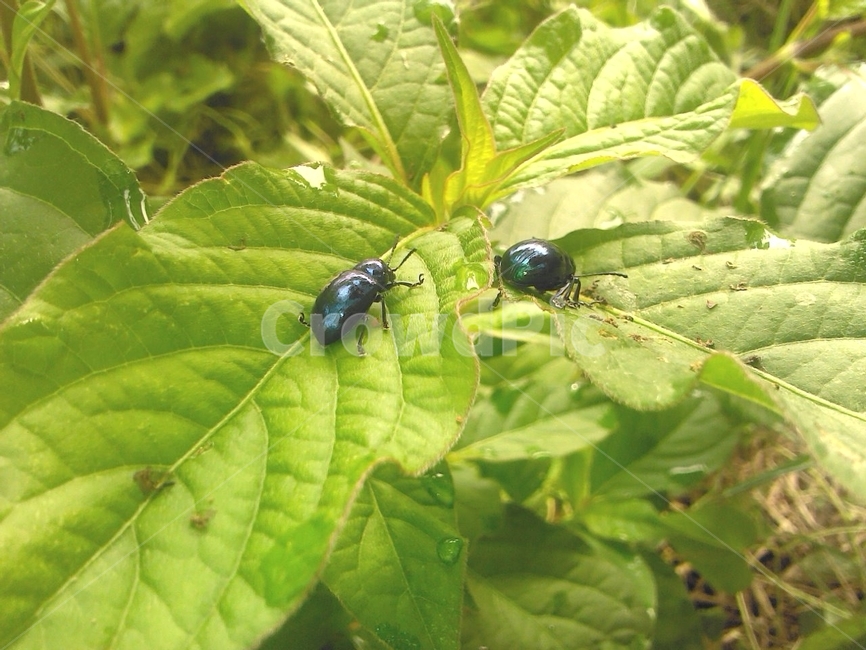 곤충,풍뎅이,식물,자연,잎사귀,scarab,bug,beetle,이슬,나뭇잎,green,식물,자연,plants,nature,곤충,벌레,insect,bug