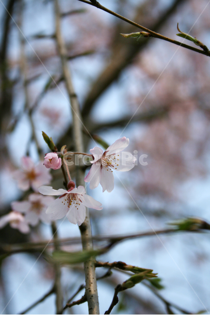 벚꽃,봄,봄날,감성,spring,flower,풍경,식물,꽃,분홍색,봄,계절,spring,season,식물,자연,plants,nature,꽃,flower,plant