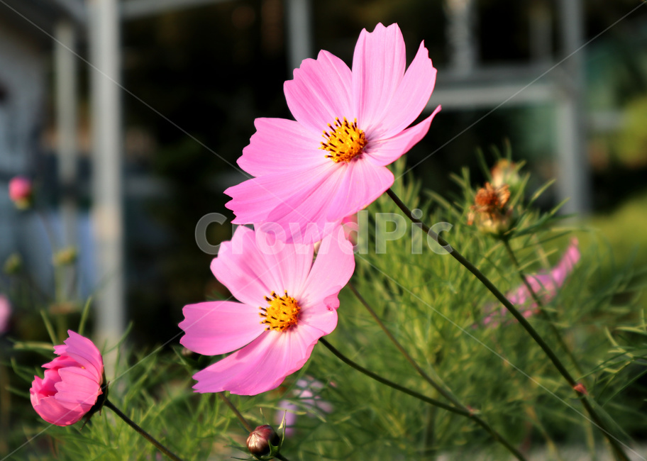 코스모스,꽃,식물,분홍꽃,flower,가을,계절,fall,autumn,season,식물,자연,plants,nature,꽃,flower,plant,blossom,geranium,제라늄