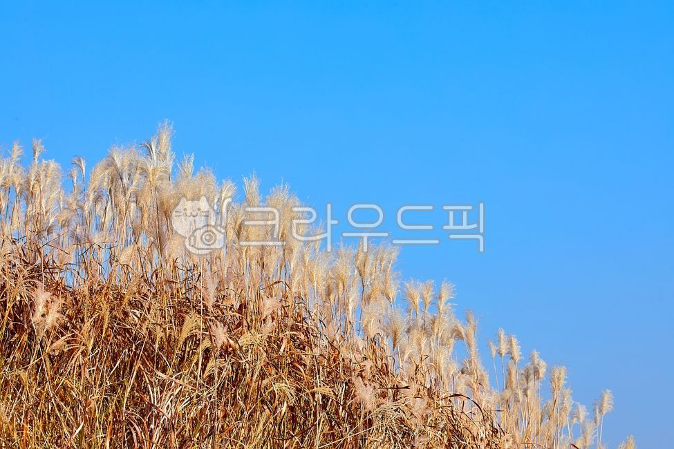 억새밭,억새,억새꽃,가을,파란하늘,푸른하늘,하늘,계절,자연,풍경,식물,하늘공원,상암하늘공원,10월,11월,공원,야외,silvergrass,autumn,bluesky,sky,season,nature,landscape,plant,skypark,sangamskypark,october,november,park,outdoor,가을,계절,fall,autumn,season