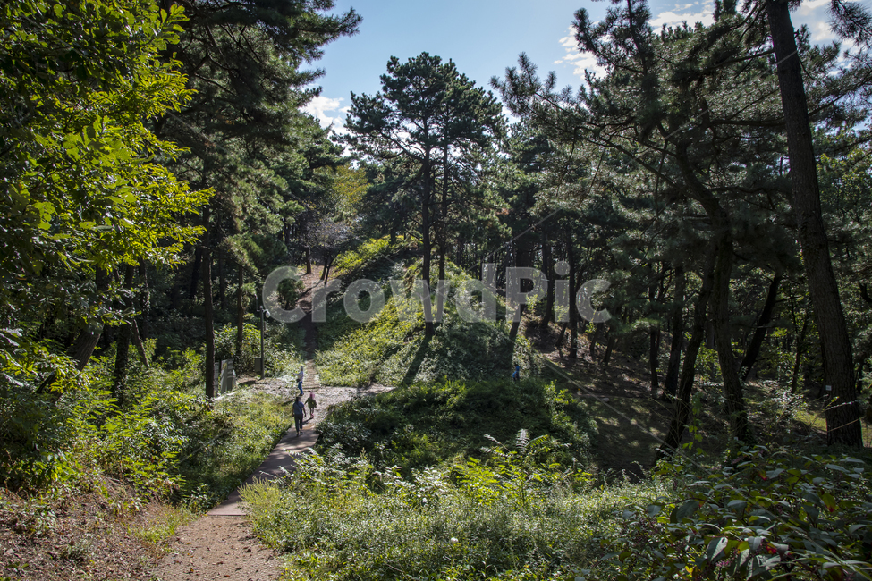 산,나무,초록,길,가을,자연,풍경,nature,landscape,tree,plant,식물,fir,전나무