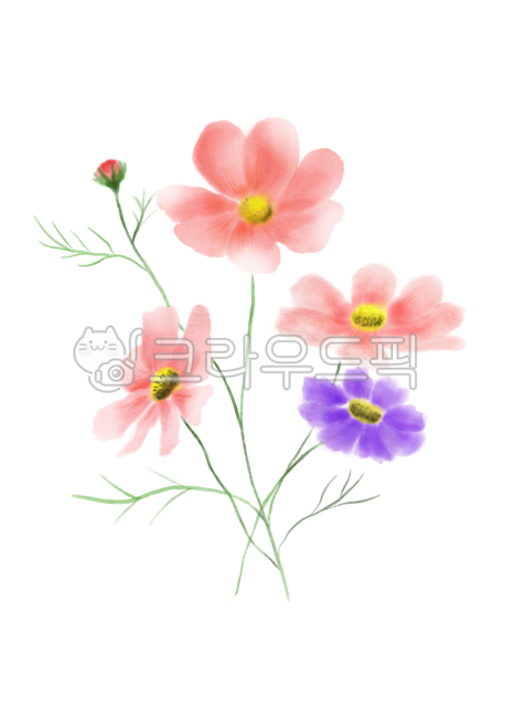 코스모스,가을,꽃,수채화,일러스트,꽃잎,핑크,보라,식물,자연,그림