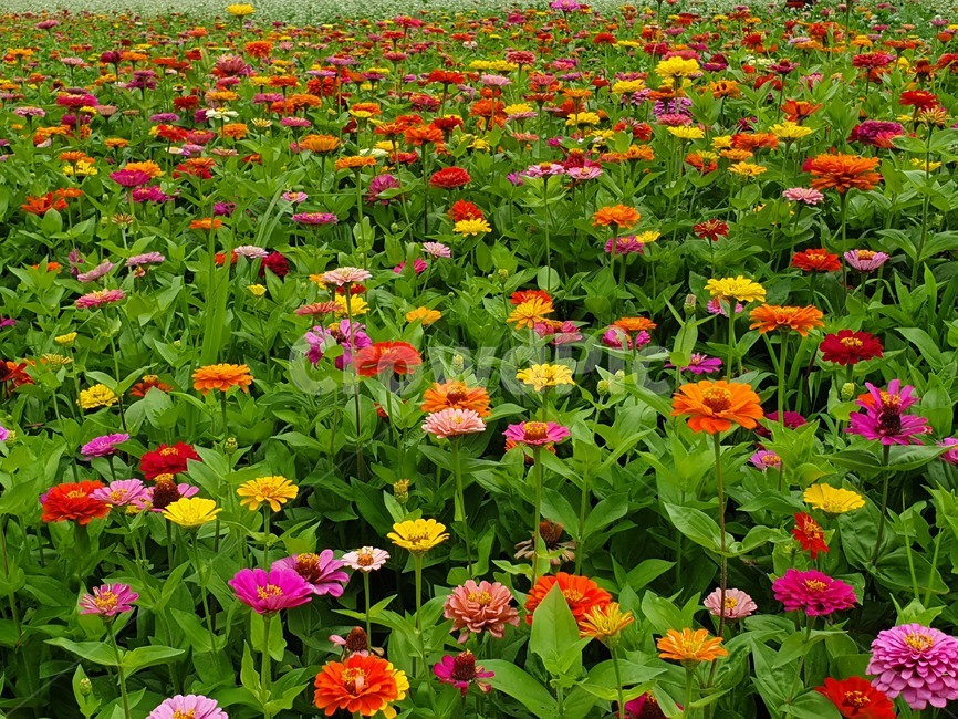 백일홍,꽃밭,꽃,자연,오산꽃단지,식물,자연,plants,nature,꽃,flower