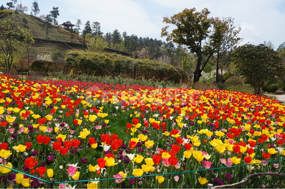튤립,튜율립,tulip,화초,꽃,정원,식물,꽃사진,빨간튤립,봄꽃,맑은날,공원,특이한툴립,식물,자연,plants,nature,꽃,flower