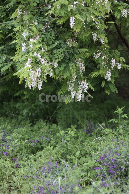 아카시아꽃,흰색,봄,흐림,향기,식물,자연,plants,nature,꽃,flower