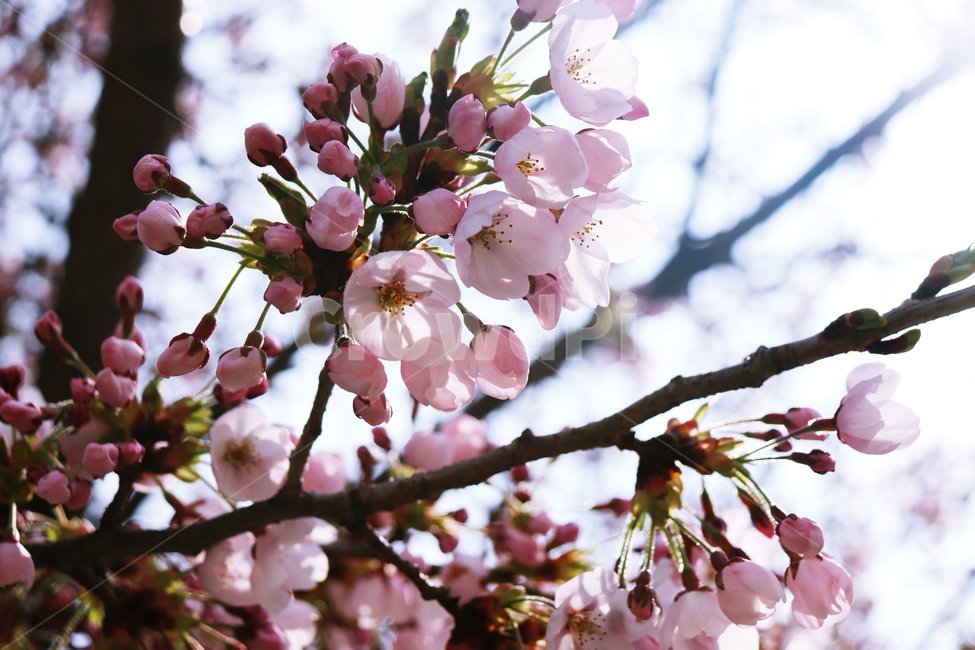 봄,꽃,벚꽃,나무,flower