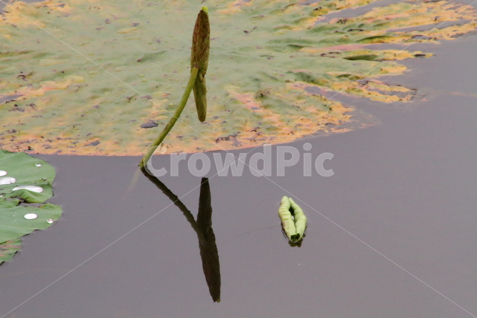 연,연잎,식물,leaf,lotus,식물,자연,plants,nature