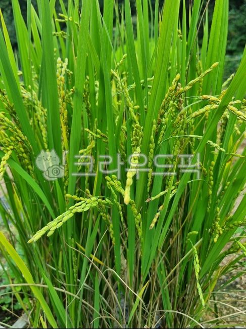 Rice image,Countryside image,nature,refreshing,green image