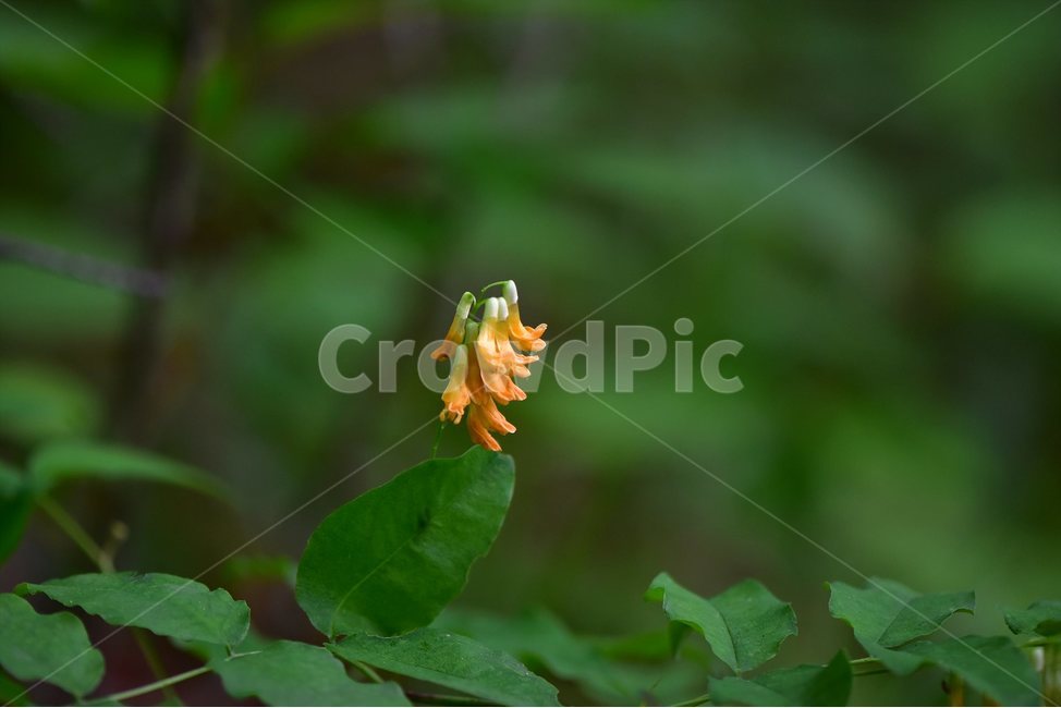 노랑갈퀴,야생화,꽃,식물,자연,생태,플라워,flower,plants,nature,식물,자연,plants,nature,꽃,flower