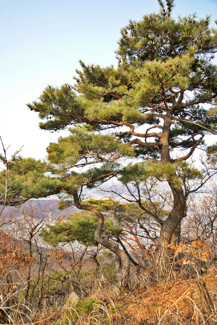 소나무,거송,솔잎,검단산,상록수,자연,나무,식물,자연,plants,nature,나무,trees,wood