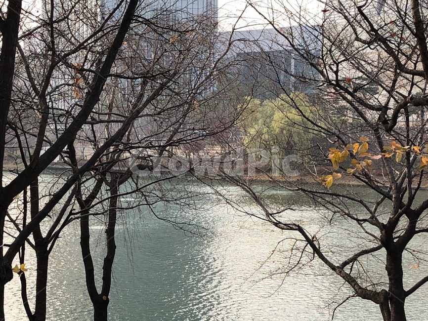 나무,tree,water,물,잠실,석촌호수