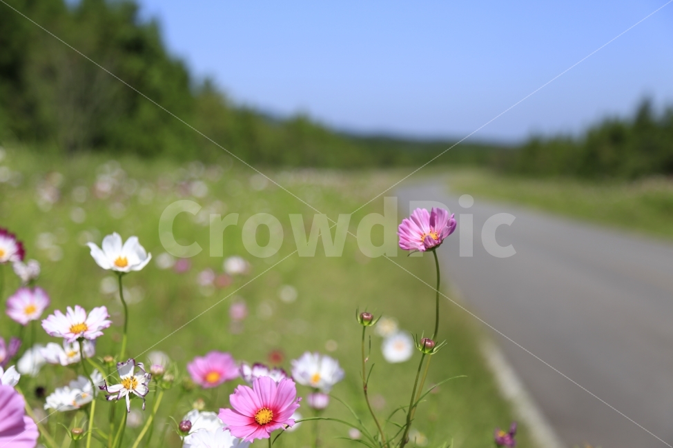 제주도,녹산로,코스모스,가을,풍경,꽃,사진,이쁜사진,베스트,굿샷,감성사진,느낌,좋은,식물,가을,계절,fall,autumn,season,식물,자연,plants,nature,꽃,flower,plant,blossom,daisy,데이지,daisies,anemone,아네모네