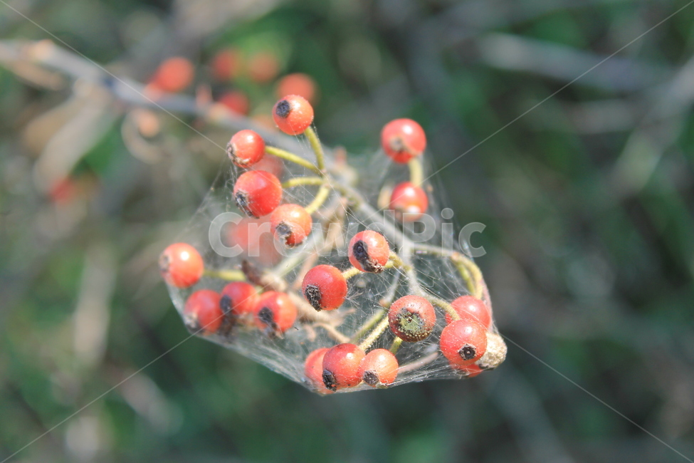 열매,빨간열매,야생열매,가을,거미줄,나무,trees,wood,과일,열매,fruit