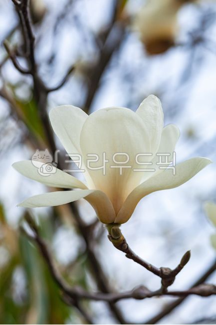 flowers,nature,twigs,tree,Magnolia,branches,petals,spring,outdoor,white,closeup,plant,season
