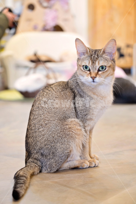 고양이,cat,길고양이,고양이카페,애완동물,동물,동물,animal,포유류,mammal,고양이,cat,kitten,kitty