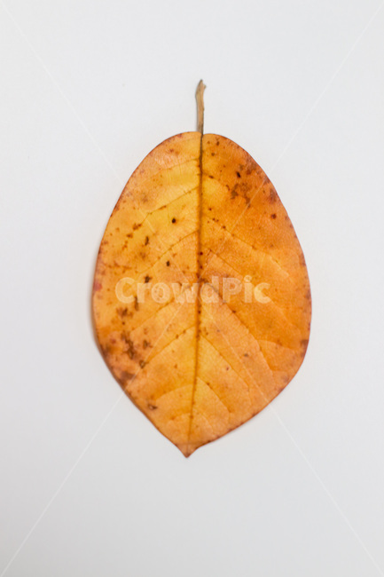 단풍,단풍잎,나뭇잎,가을,잎,낙엽,식물,autumn,leaf,leaves,maple,fall,plant,계절,season,가을,계절,fall,autumn,season