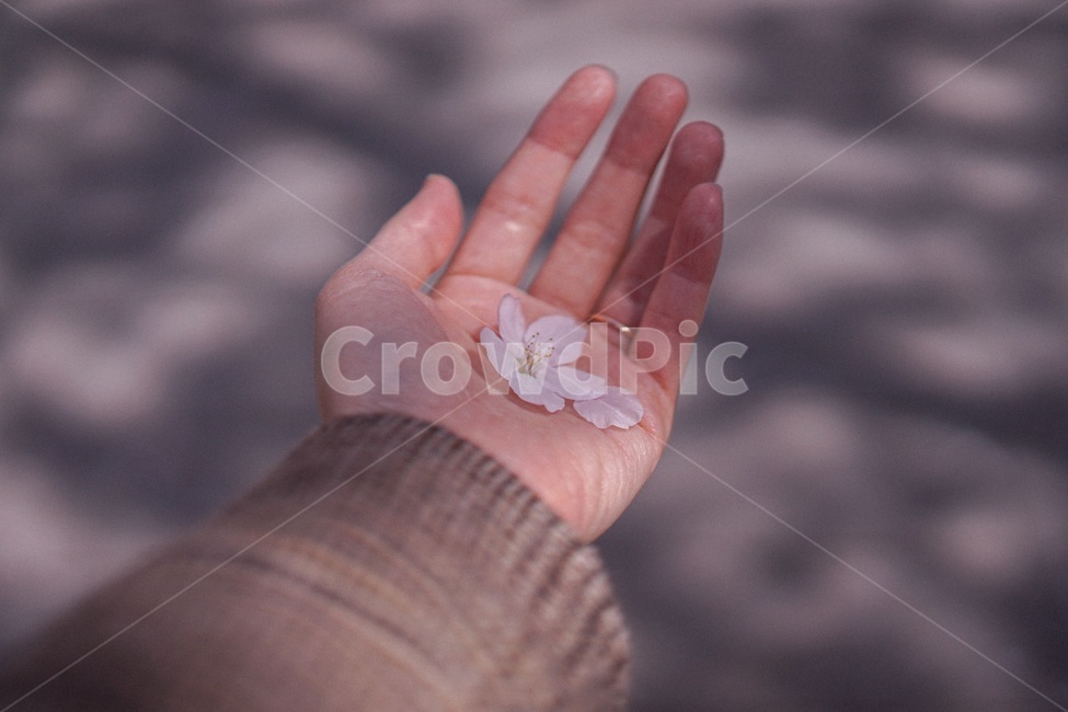 벚꽃,봄,spring,꽃,사쿠라,꽃잎,손바닥,봄,계절,spring,season,식물,자연,plants,nature,꽃,flower,신체일부,몸,body
