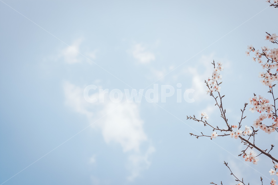 꽃,벚꽃,나무,하늘,구름,봄,계절,spring,season,식물,자연,plants,nature,꽃,flower