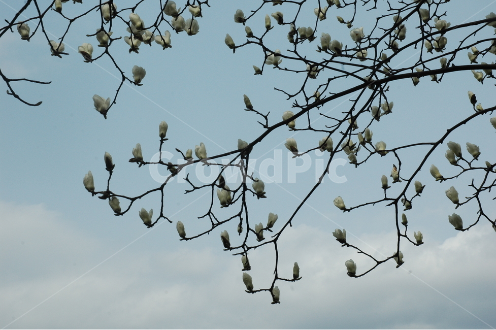 목련,백목련,kobusmagnolia,토종목련,꽃,봄,계절,spring,season,식물,자연,plants,nature,꽃,flower,animal,동물,bird,새