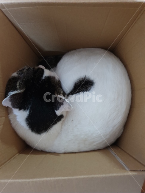 고양이,박스,box,상자,집고양이,동물,animal,포유류,mammal,고양이,cat,kitten,kitty