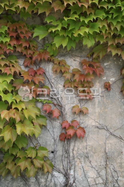 식물, 담쟁이, 덩쿨, 잎, plant, 사진,이미지,일러스트,캘리그라피 - 목수작가
