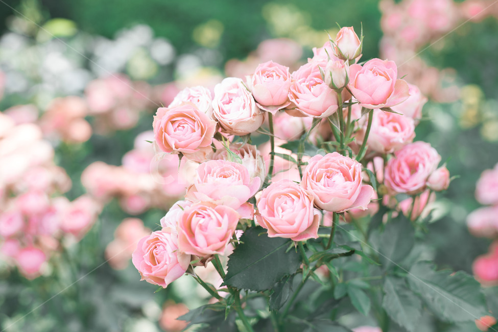 꽃,장미,분홍장미,분위기,로맨틱,꽃다발,싱그러움,아웃포커싱,rose,pinkrose,romantic,mood,bunchofflowers,식물,자연,plants,nature,꽃,flower,감성,sensible,feeling
