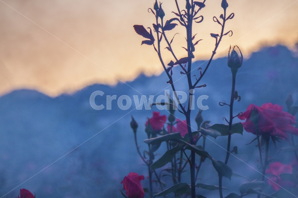 장미,연기,안개,rose,감성,식물,자연,plants,nature,꽃,flower,감성,sensible,feeling