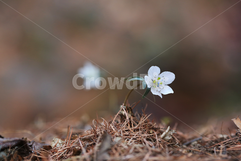 봄,꽃,야생화,변산바람꽃,바람꽃,산,spring,flower,wildflower,windflower,봄,계절,spring,season,식물,자연,plants,nature,꽃,flower,plant
