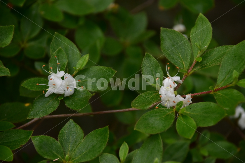 흰참꽃나무,야생화,생태,식물,자연,꽃,여름,힐링,플라워,계절,wildflower,flower,plants,nature,season,배경,목본,나무,감성,느낌,emotion,feeling,진달래과,진달래속,여름꽃,식물,자연,plants,nature,꽃,flower