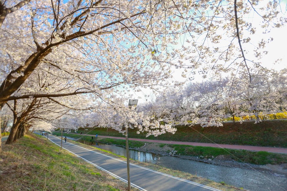 벚꽃,벚꽃나무,봄,spring,하늘,sky,cherryblossom,꽃,flower,구름,벚나무,cherrytree,cherryblossomtree,봄꽃,cloudy,강변,강,벚꽃풍경,벚꽃사진,봄,계절,spring,season,식물,자연,plants,nature,꽃,flower,plant,blossom
