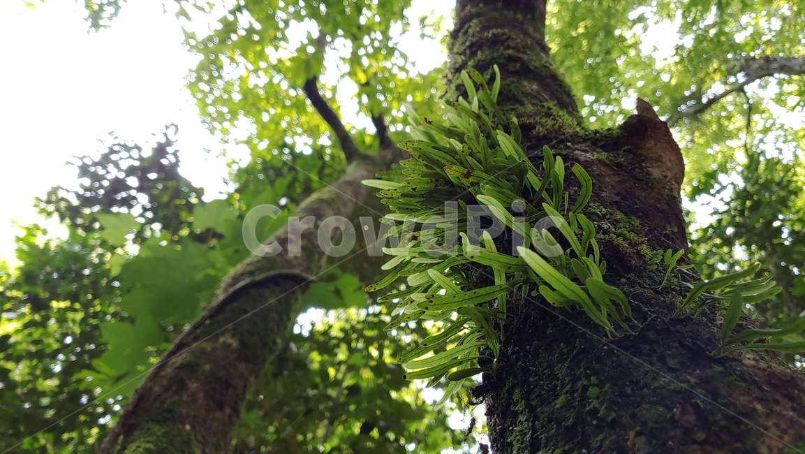 나무,자연,nature,tree,양치식물,fern