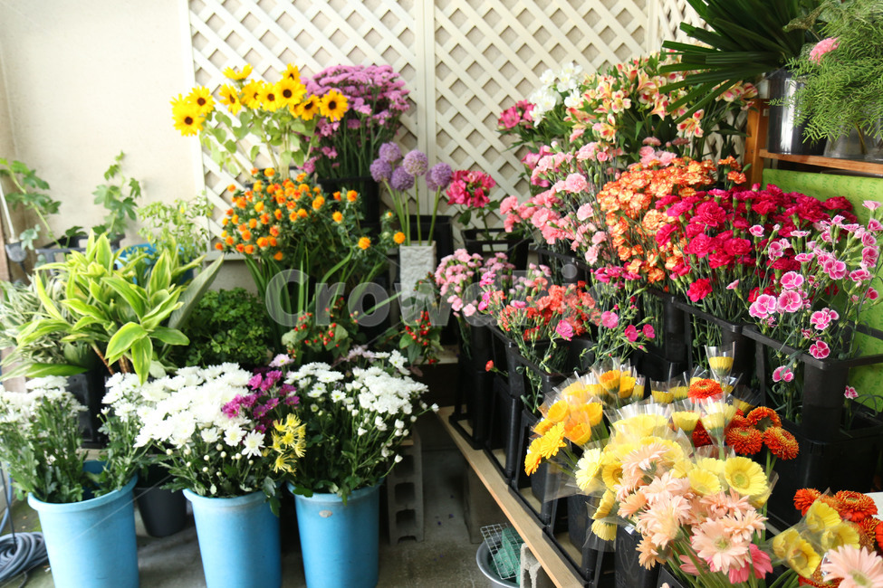 꽃,고백,꽃다발,선물,기념일,flowers,꽃집,화분,화단,감성,꽃,flower