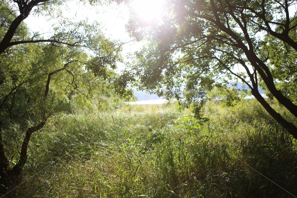 자연,나무,빛,푸름,숲,힐링,여행,자연,풍경,nature,landscape,휴식,힐링,rest,relaxation,healing,감성,sensible,feeling,field,들,grassland,목초지,outdoors,옥외