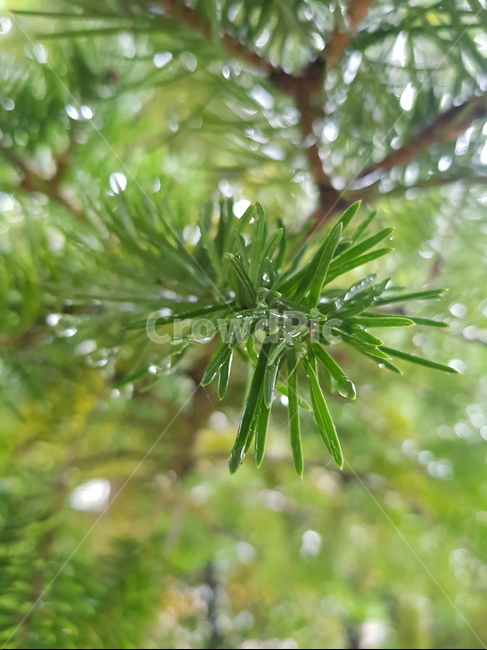 소나무,비,빗물,물,물방울,raindrop,rain,korean red pine,겉씨식물,구과목,상록침엽,water,pinusdensiflora,식물,plant,솔,솔나무,나무,초록색,송,적송,송목,송수,청송,수피,바늘잎,수꽃,종자,묘묙,금송,괸상용,정자목,신목,당산목,식물,자연,plants,nature