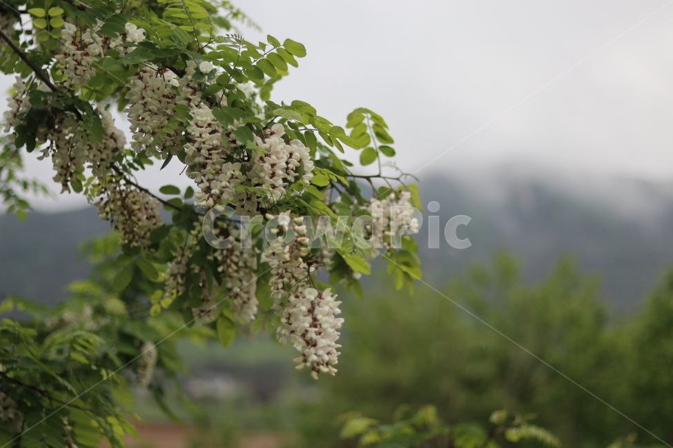 아카시아꽃,흰색,봄,흐림,향기,식물,자연,plants,nature,꽃,flower
