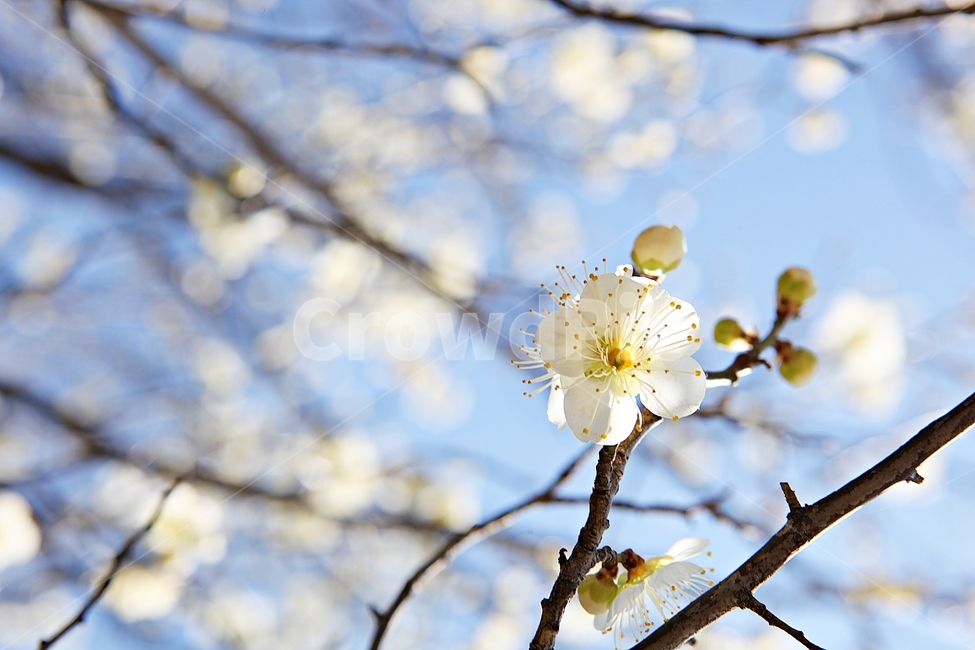 매화꽃,매화,꽃,꽃잎,봄꽃,봄,공원,식물,자연,식물,자연,plants,nature,꽃,flower