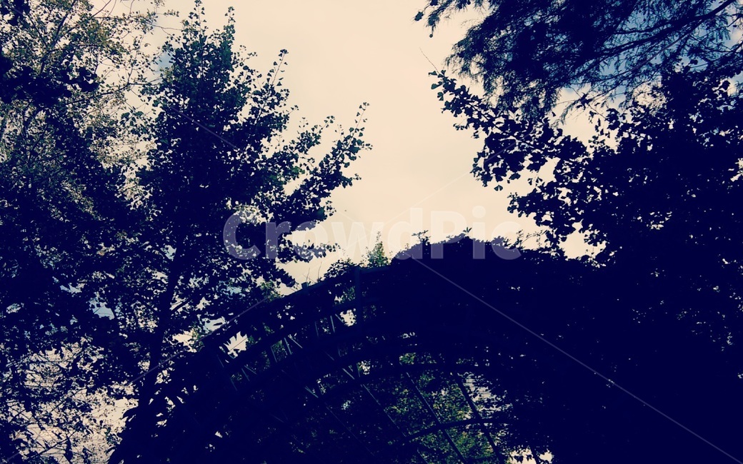 나무,그늘,하늘,실루엣,그림자,trees,silhouette,blue,구름,식물,자연,풍경,nature,landscape,tree,plant,fir,전나무