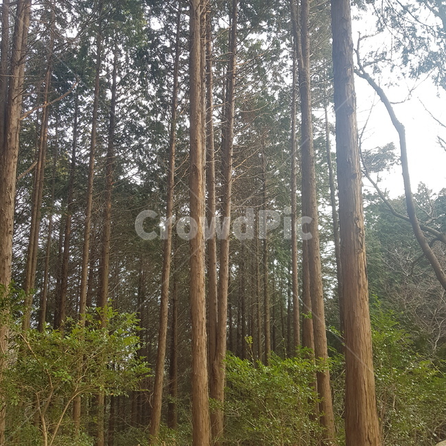 plant,식물,tree,나무,nature,자연,outdoor,옥외,forest,숲,grove,작은숲