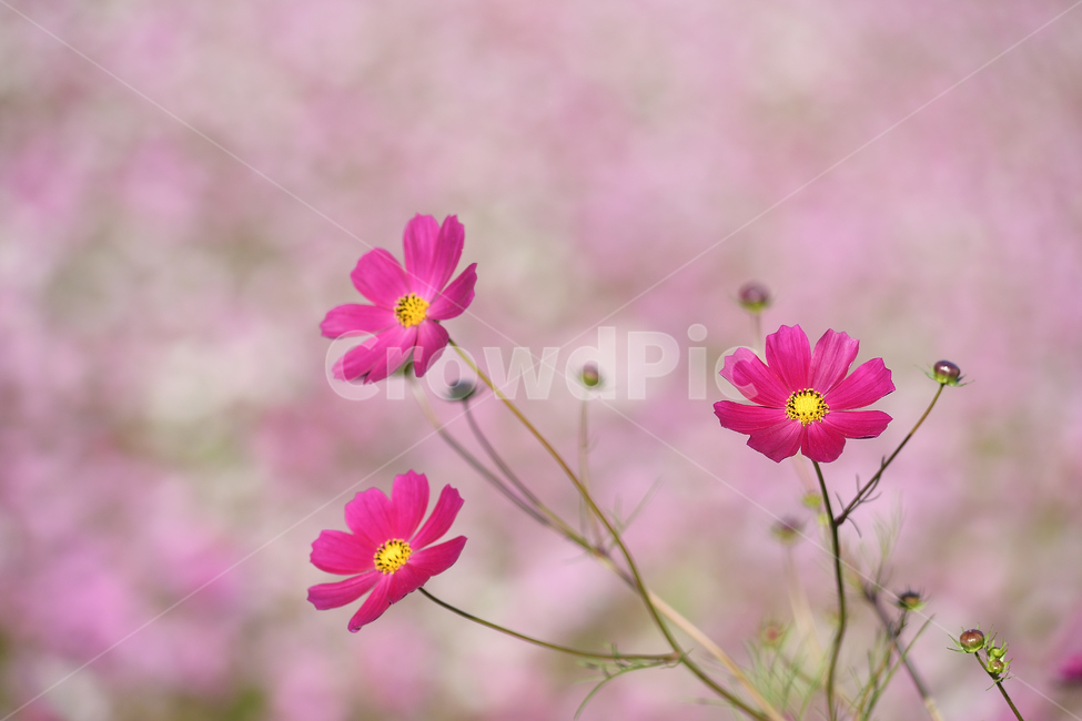 코스모스,꽃밭,삼남매,가을,가을꽃,가을풍경,가을,계절,fall,autumn,season,식물,자연,plants,nature,꽃,flower,blossom,petal,꽃잎,plant,geranium,제라늄
