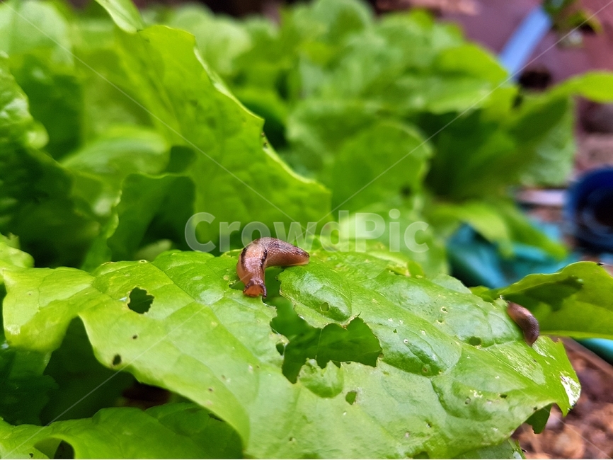 상추,화단,텃밭,민달팽이,벌레,유기농,채소,동물,animal,채소,야채,vegetables